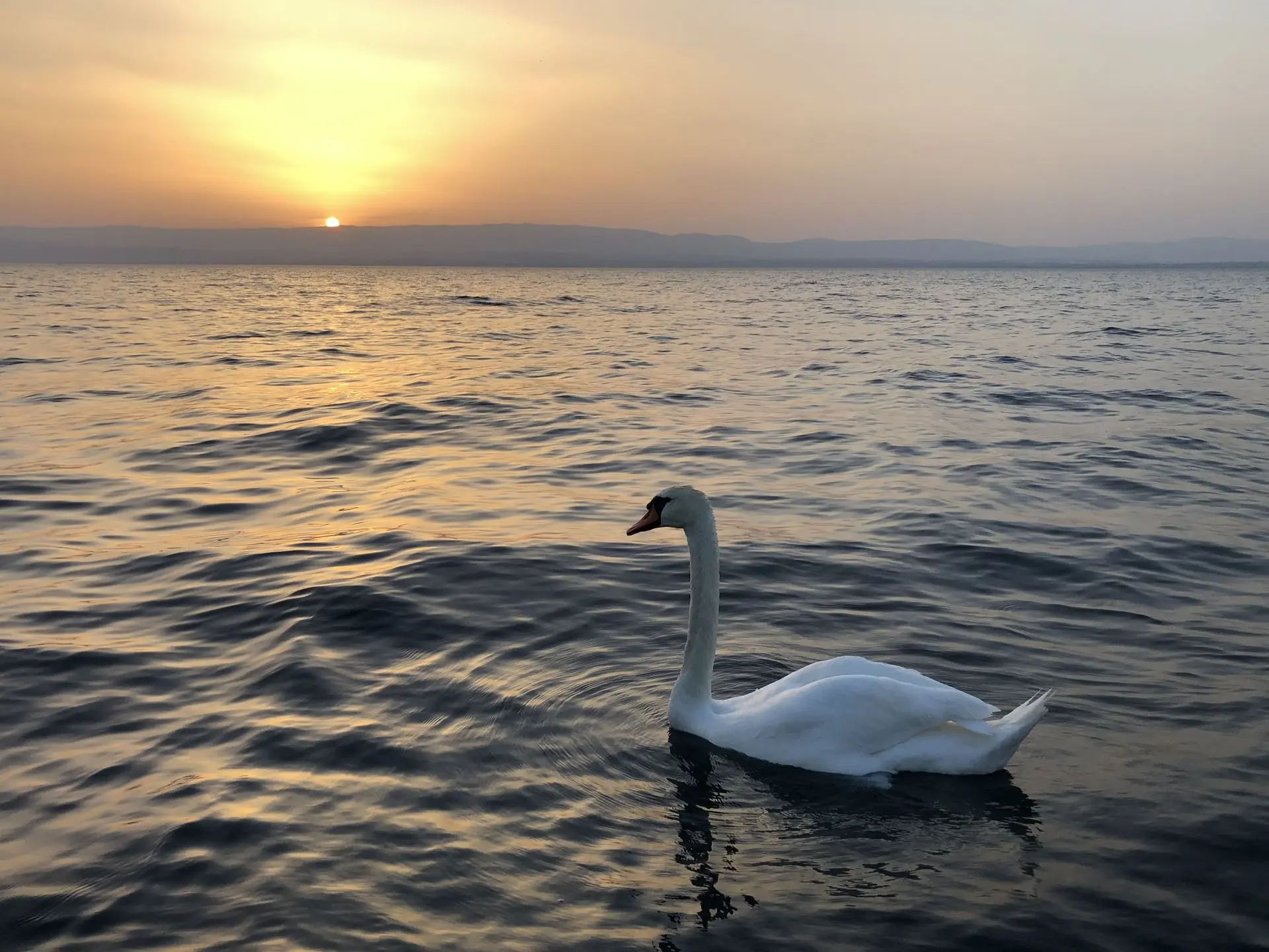Lac leman